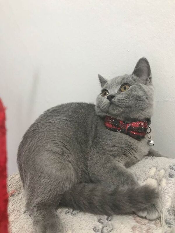 British Shorthair kittens for sale in Castle Bromwich, West Midlands – 5 months old - Image 4 of 5