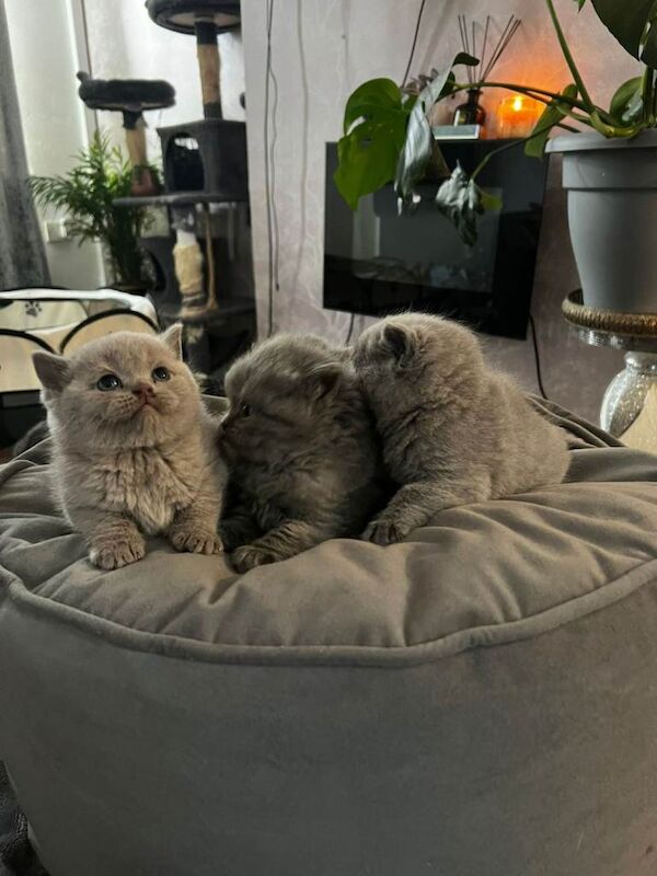 British Shorthair kittens for sale in Sheffield, South Yorkshire – 8 weeks old