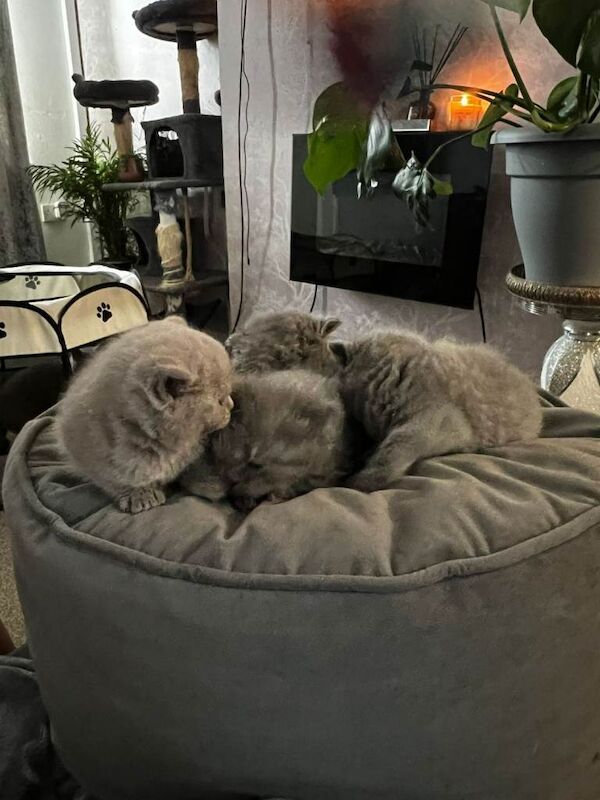 British short hair kittens - Image 2 of 6
