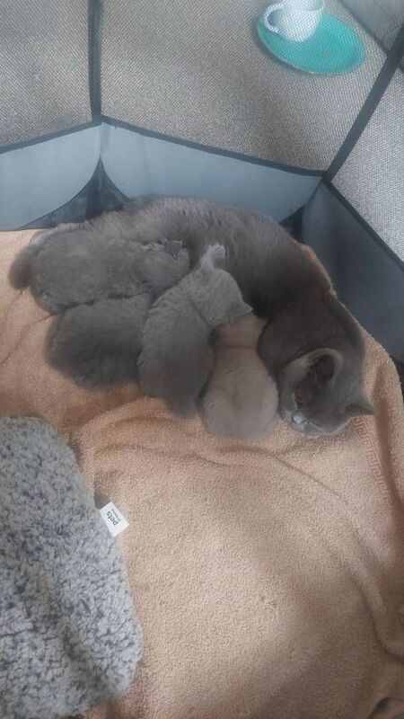 British short hair kittens - Image 3 of 6