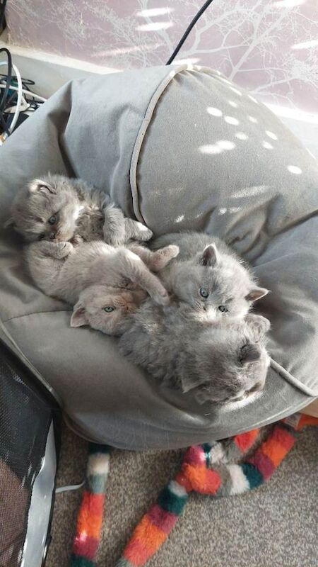 British short hair kittens - Image 4 of 6