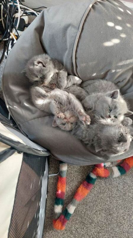 British short hair kittens - Image 5 of 6