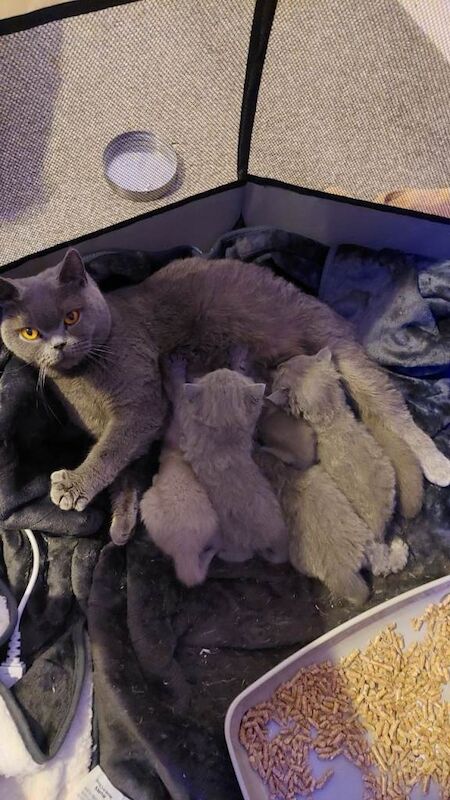 British short hair kittens - Image 6 of 6
