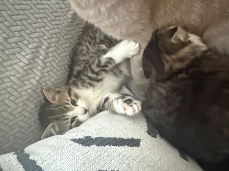 British Shorthair kittens for sale in Ilford, Greater London – 10 weeks old