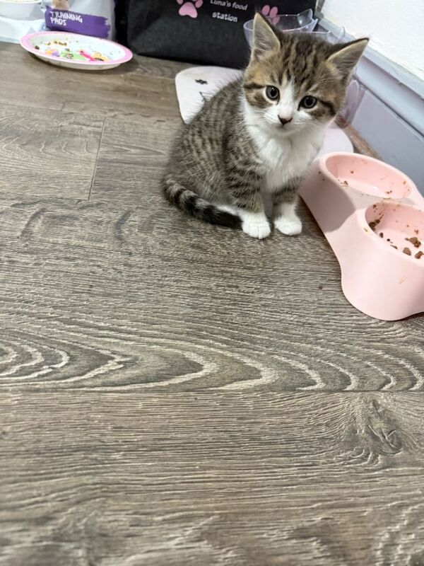 British Shorthair kittens for sale in Ilford, Greater London – 10 weeks old - Image 2 of 4