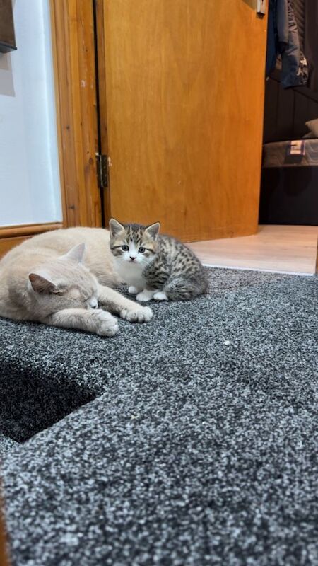 British Shorthair kittens for sale in Ilford, Greater London – 10 weeks old - Image 3 of 4