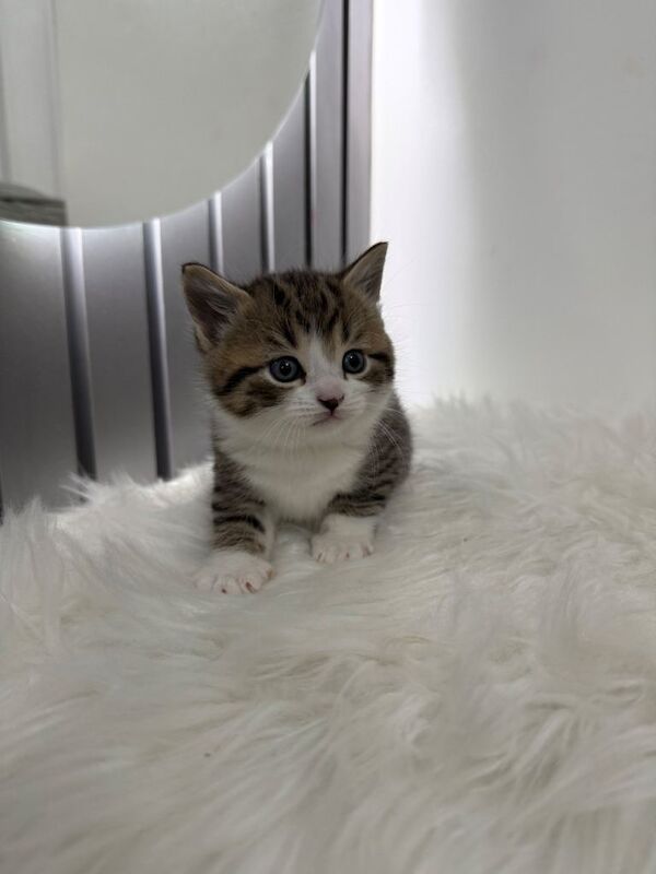 British Shorthair kittens for sale in Ilford, Greater London – 10 weeks old - Image 4 of 4