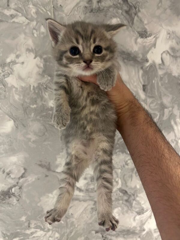 British Shorthair kittens for sale in Wembley, Greater London – 7 weeks old
