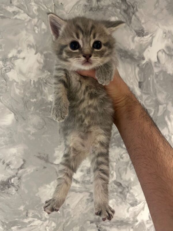 British Short Hair Kittens - Image 2 of 4