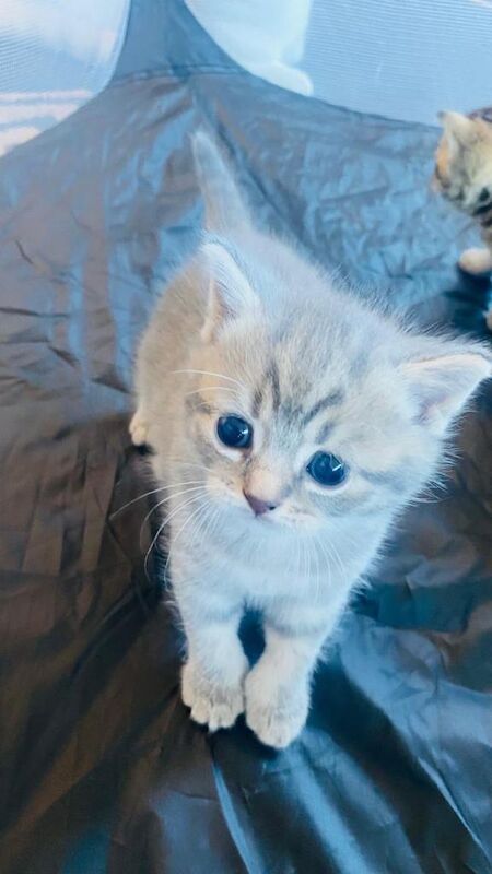 British Short Hair Kittens - Image 3 of 4