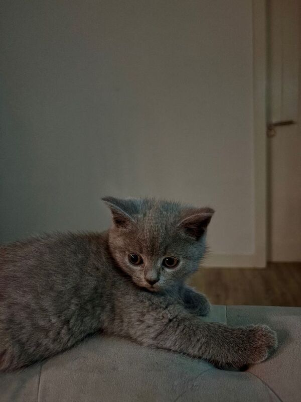 British Shorthair Kittens For Sale