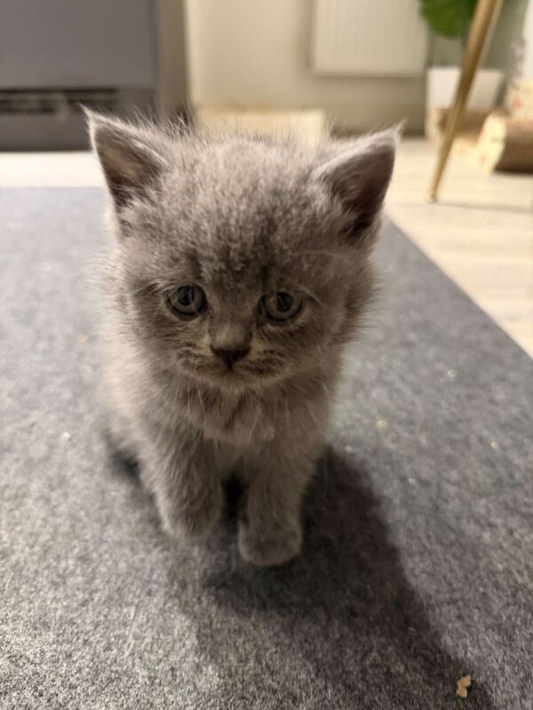 British Shorthair kittens for sale in London – 8 weeks old - Image 2 of 3
