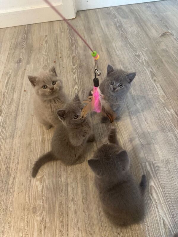 British Shorthair kittens for sale in London – 8 weeks old - Image 3 of 3