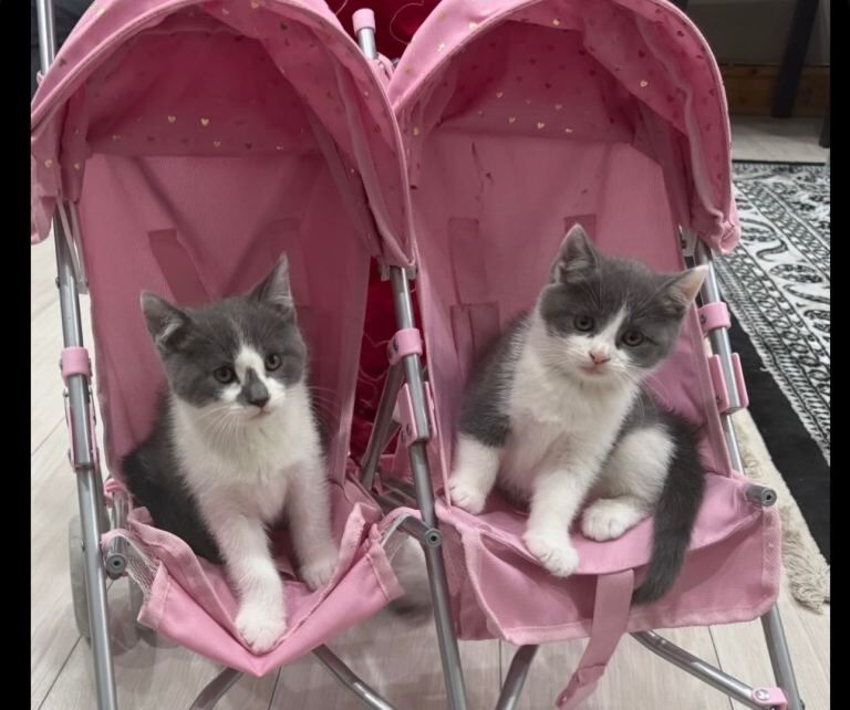 British Shorthair Kittens For Sale