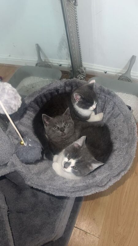 British short hair kittens - Image 2 of 5