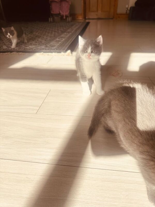 British short hair kittens - Image 3 of 5