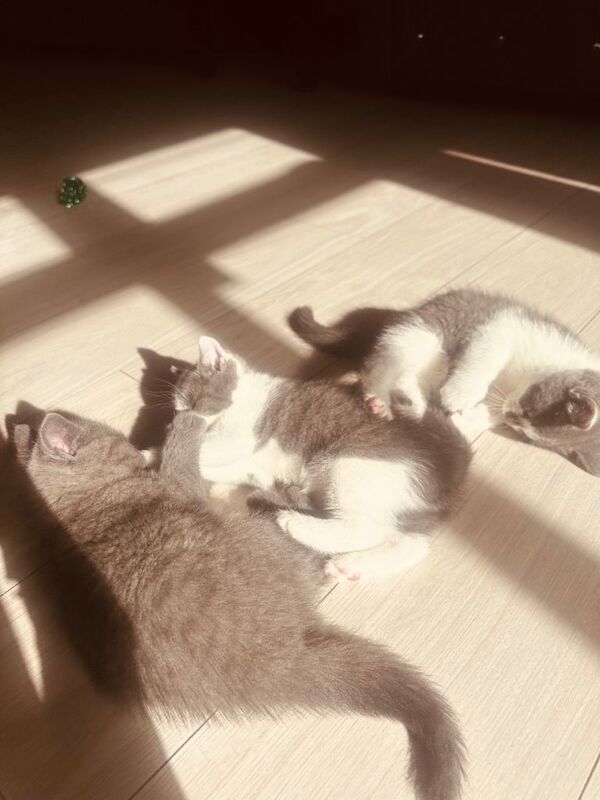 British short hair kittens - Image 4 of 5