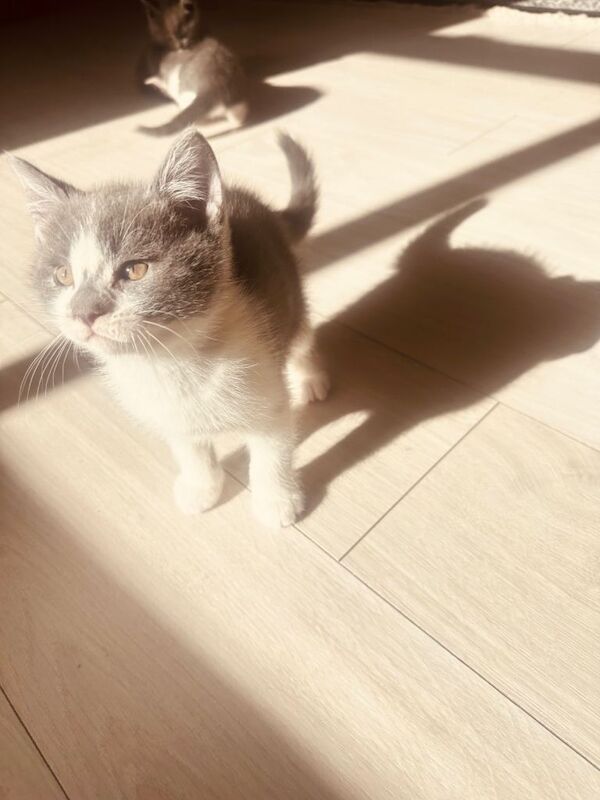 British short hair kittens - Image 5 of 5