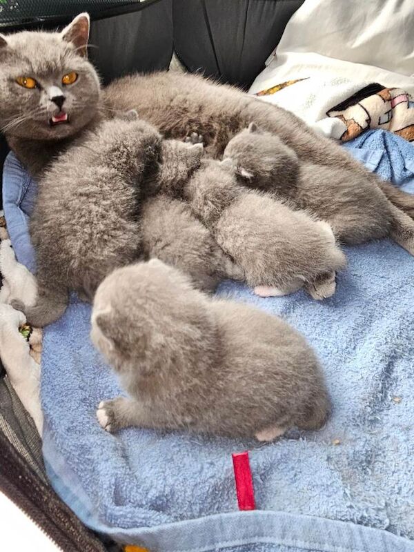 British Shorthair Kittens For Sale