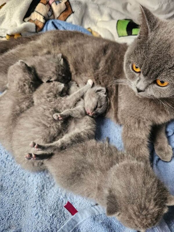 British short hair kittens - Image 2 of 5