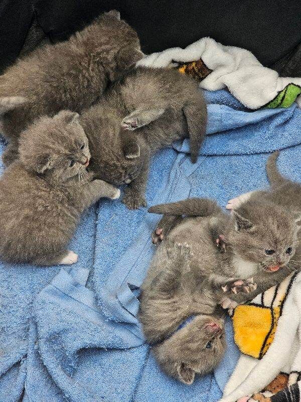 British short hair kittens - Image 3 of 5