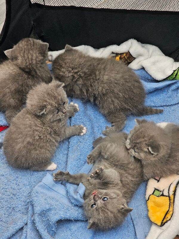 British short hair kittens - Image 4 of 5