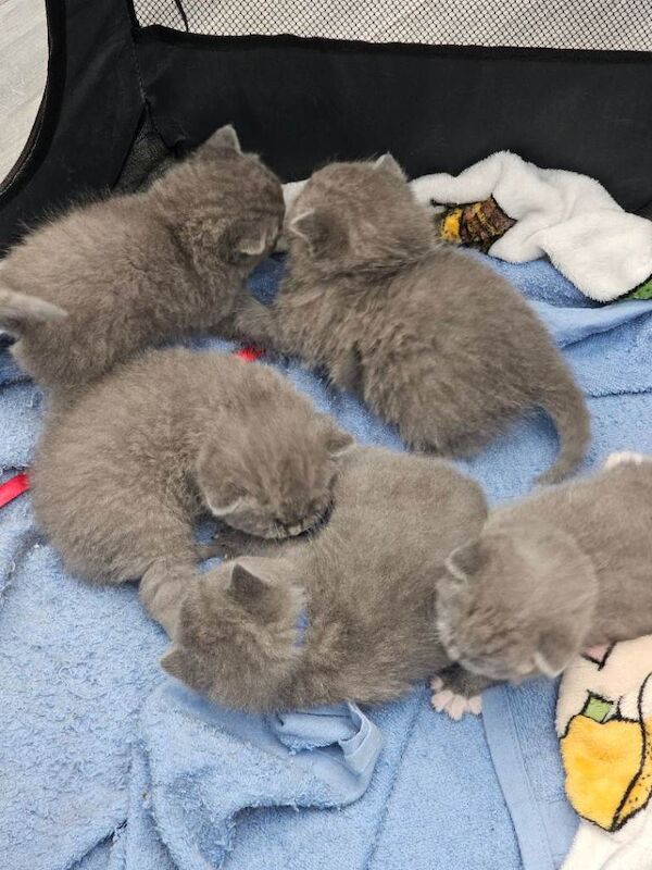 British short hair kittens - Image 5 of 5