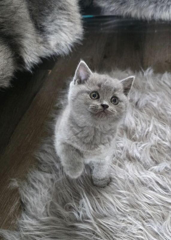 British short hair kittens