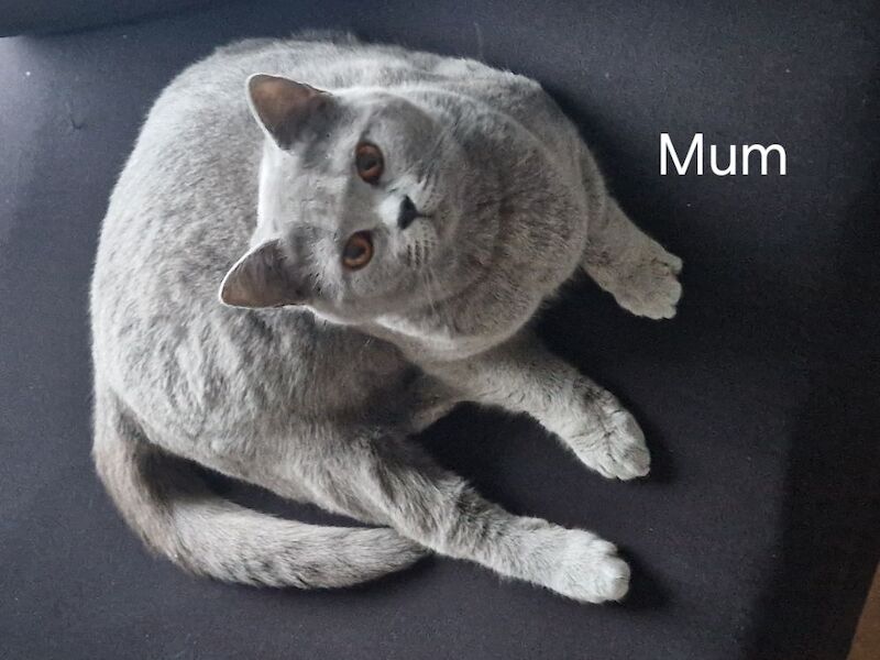 British short hair kittens - Image 2 of 12