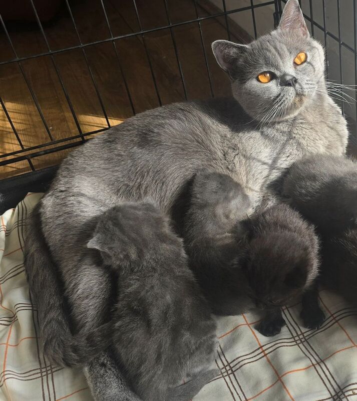 British short hair kittens - Image 3 of 12