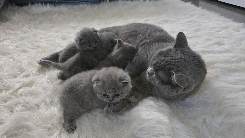 British short hair kittens - Image 4 of 12