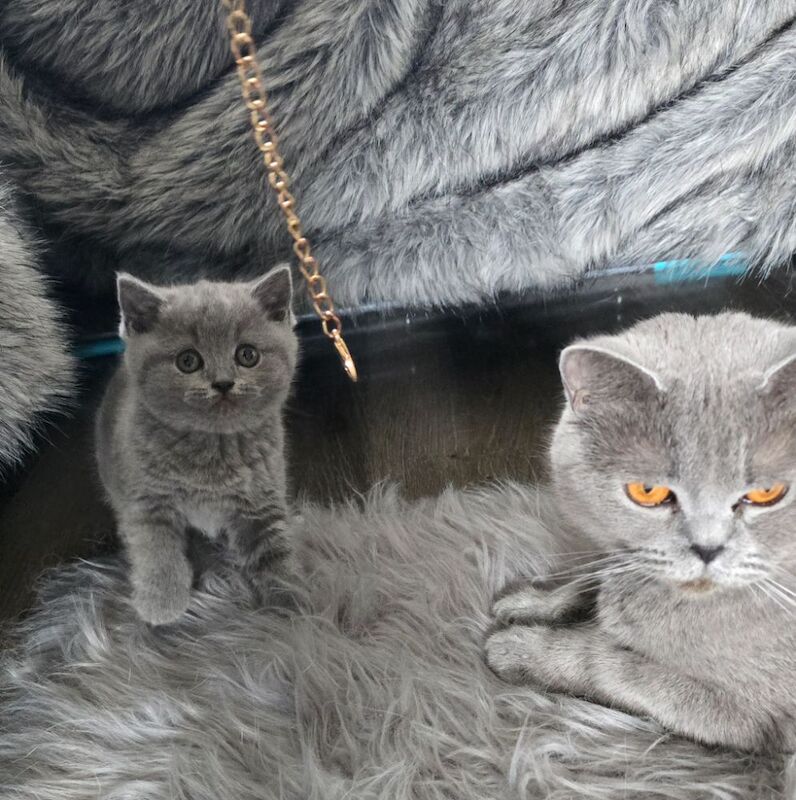British short hair kittens - Image 6 of 12