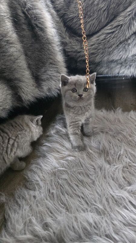 British short hair kittens - Image 7 of 12