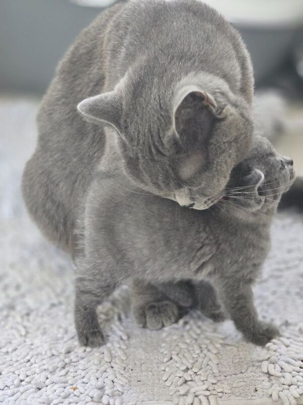 British short hair kittens - Image 8 of 12