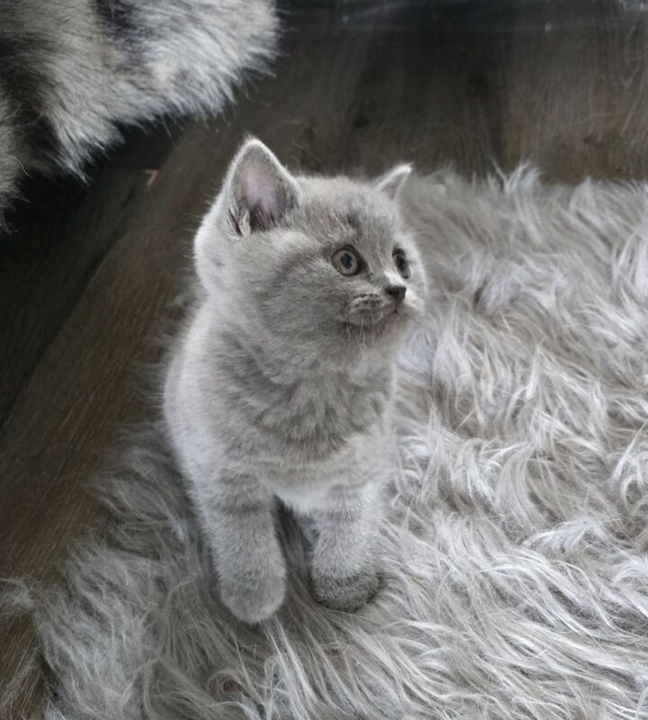 British short hair kittens - Image 9 of 12