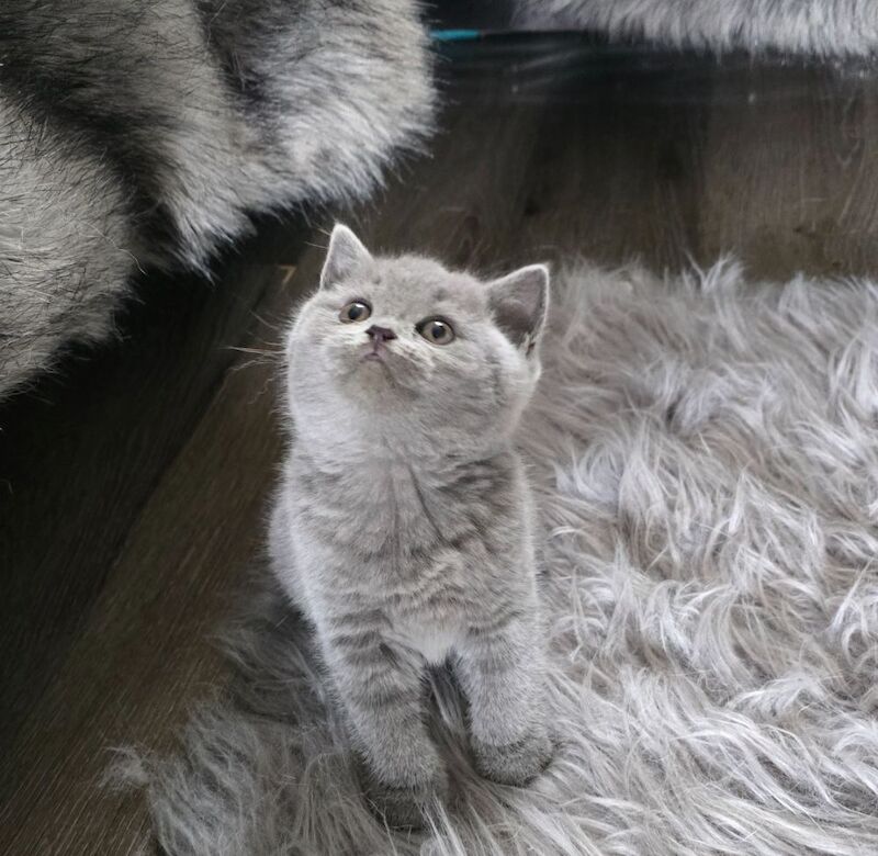 British short hair kittens - Image 10 of 12