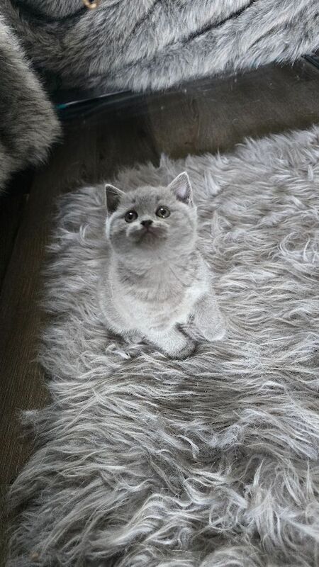 British short hair kittens - Image 11 of 12