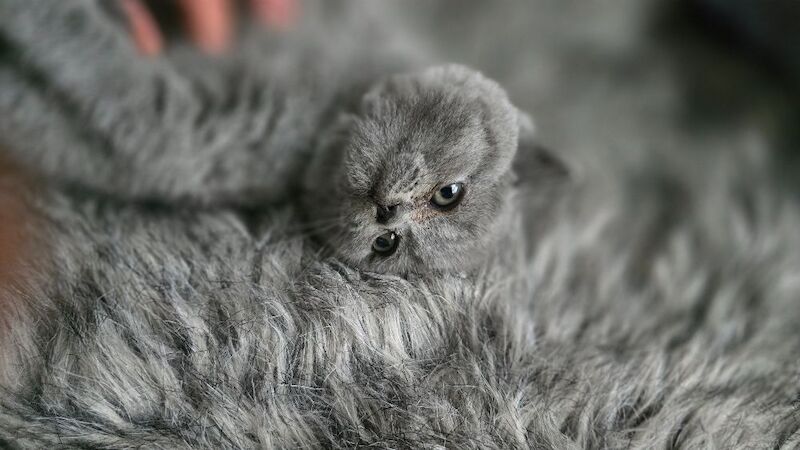 British short hair kittens - Image 12 of 12