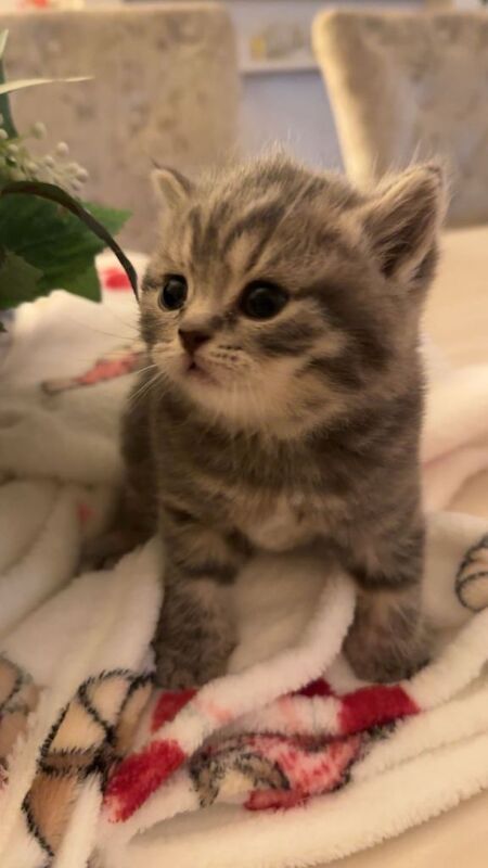 British short hair kittens
