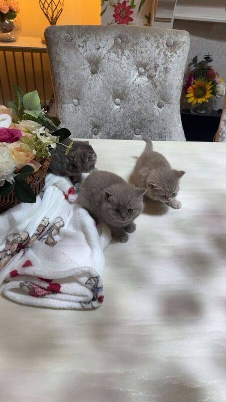 British short hair kittens - Image 2 of 3