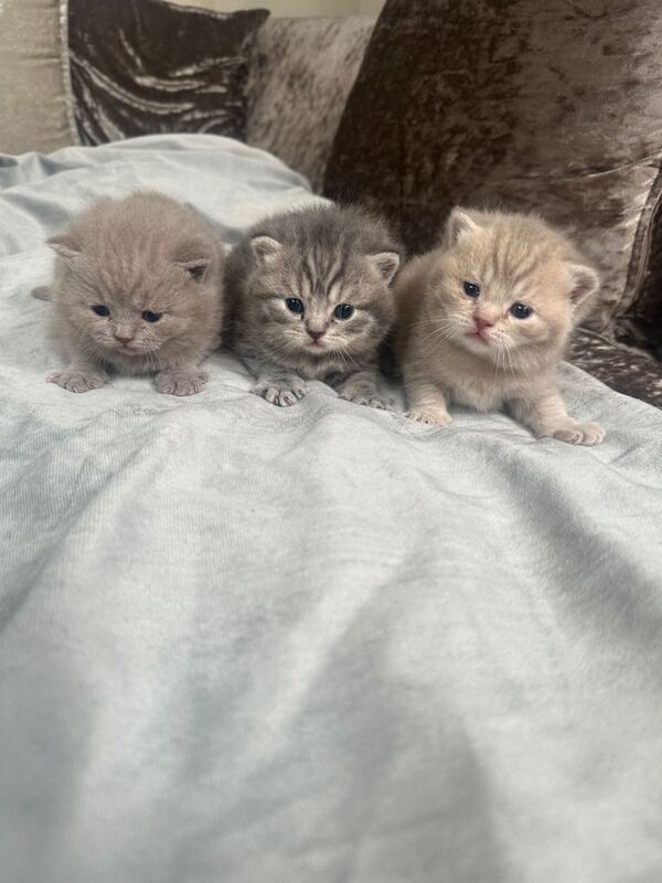 British short hair kittens - Image 3 of 3
