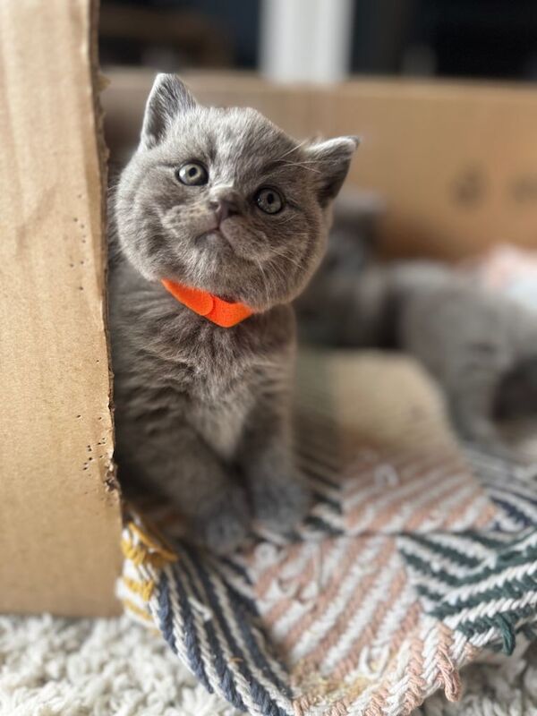 British Shorthair Kittens For Sale