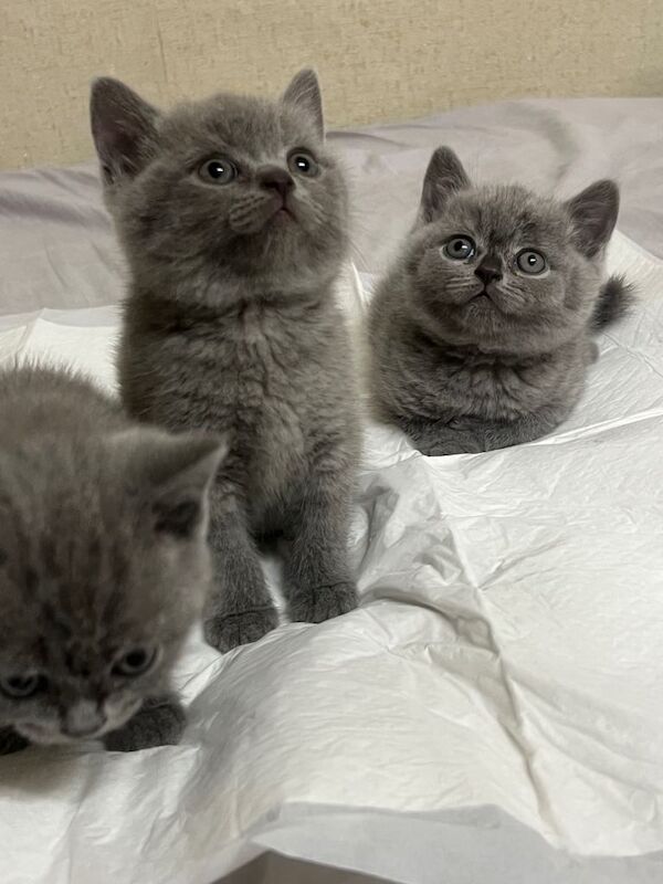 British short hair kittens - Image 2 of 6
