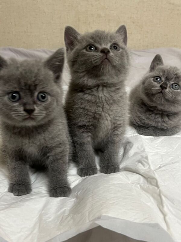 British short hair kittens - Image 3 of 6