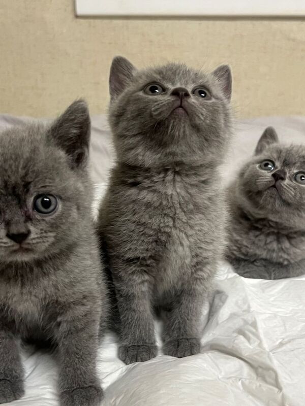 British short hair kittens - Image 4 of 6