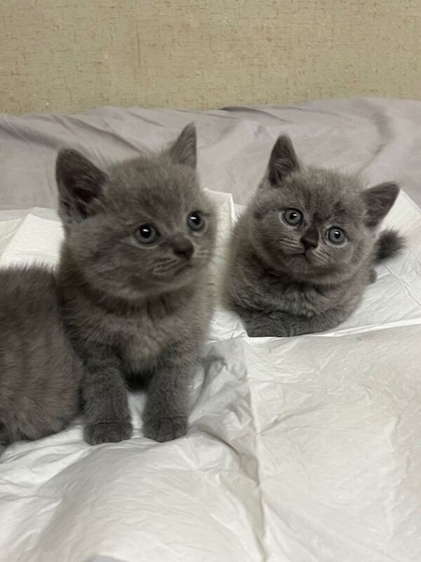 British short hair kittens - Image 5 of 6