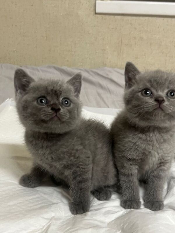British short hair kittens - Image 6 of 6