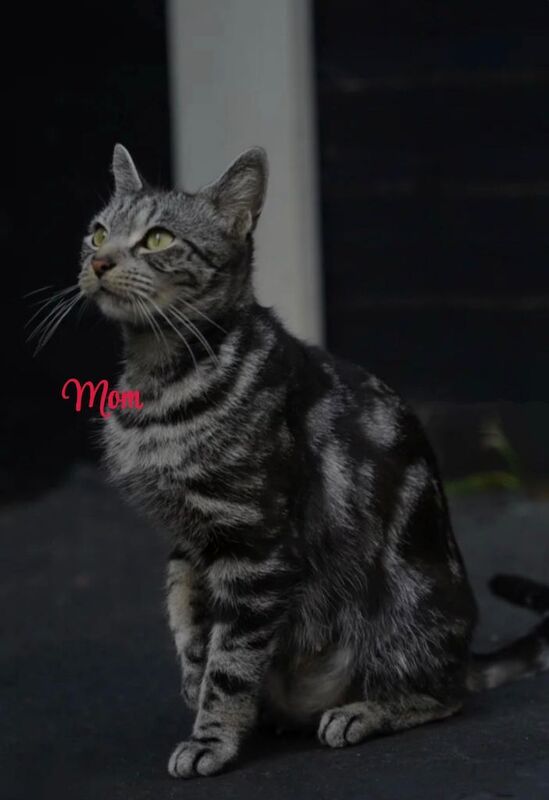 British short hair kittens