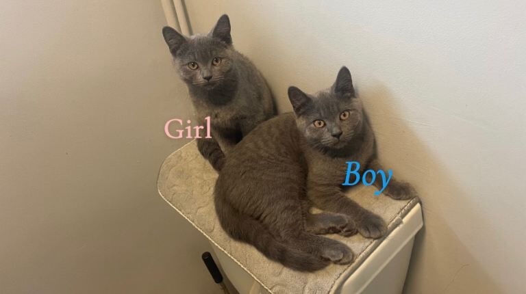 British short hair kittens - Image 3 of 4