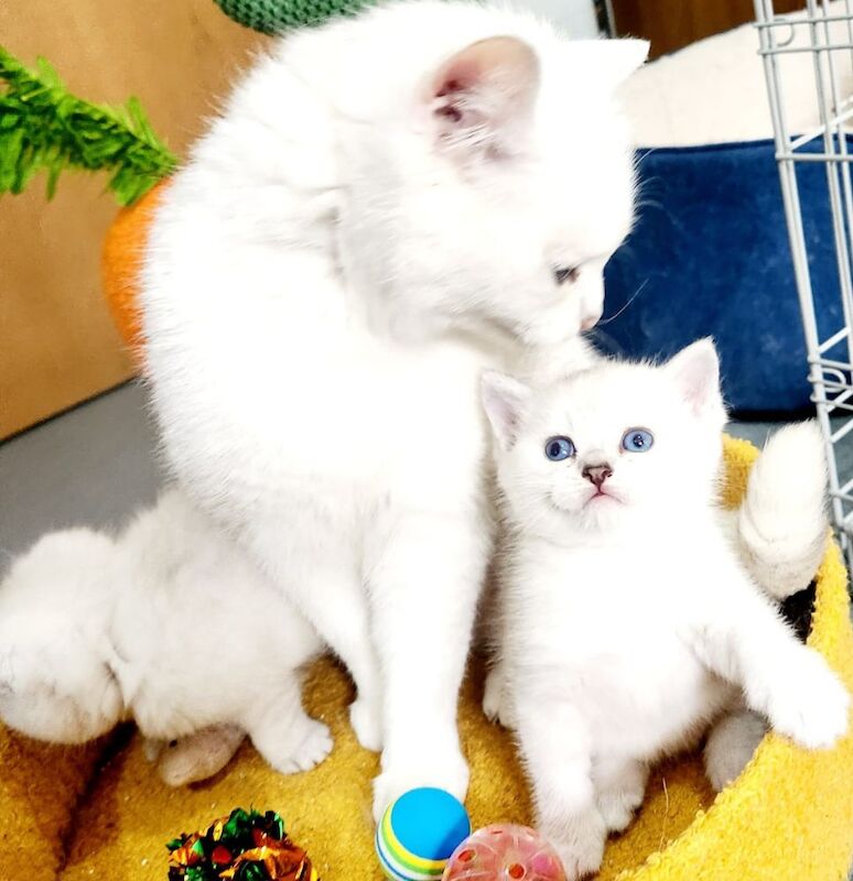 British short-hair kittens for sale in Bradford, West Yorkshire